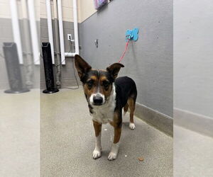 Border Collie-Unknown Mix Dogs for adoption in Las Vegas, NV, USA