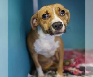 Mutt Dogs for adoption in San Antonio, TX, USA