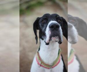 Great Dane Dogs for adoption in Canton, CT, USA