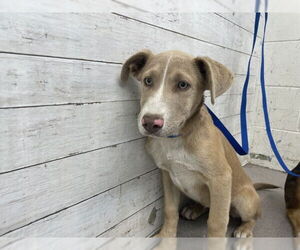 German Shepherd Dog-Siberian Husky Mix Dogs for adoption in San Bernardino, CA, USA