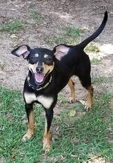 Miniature Pinscher Dogs for adoption in Crestview, FL, USA