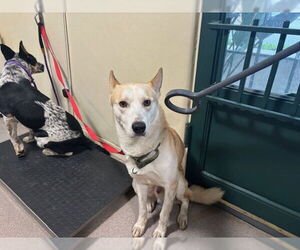 Mutt Dogs for adoption in Pasadena, CA, USA