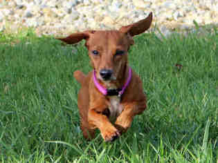 Dachshund Dogs for adoption in Fort Wayne, IN, USA