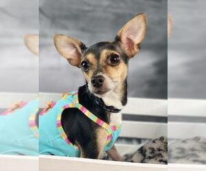 Chihuahua Dogs for adoption in Garland, TX, USA