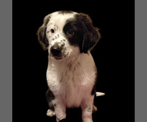 Mutt Dogs for adoption in Vail, AZ, USA