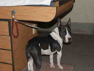 Medium Photo #1 Bull Terrier-Unknown Mix Puppy For Sale in Modesto, CA, USA
