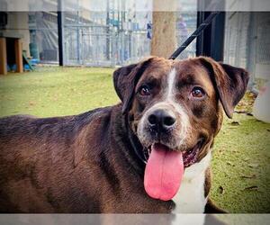 Labrador Retriever-Unknown Mix Dogs for adoption in Orlando, FL, USA
