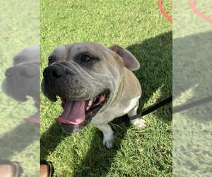 Bulldog Dogs for adoption in Corpus Christi, TX, USA