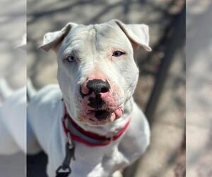 BD Terrier Dogs for adoption in Denver, CO, USA