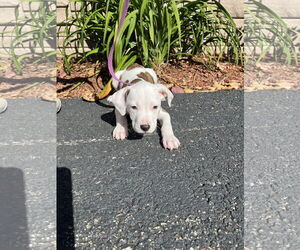 Mutt Dogs for adoption in Sterling, MA, USA