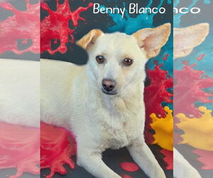 Chihuahua-Unknown Mix Dogs for adoption in Phelan, CA, USA