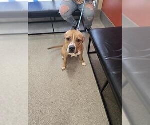 American Pit Bull Terrier Dogs for adoption in Louisville, KY, USA