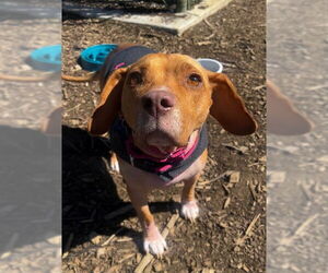 Beagle Dogs for adoption in Waterford, VA, USA