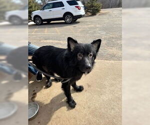 German Shepherd Dog-Unknown Mix Dogs for adoption in Princeton, MN, USA