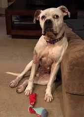 Boxer Dogs for adoption in Rosenberg, TX, USA