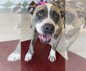 American Pit Bull Terrier-Unknown Mix Dogs for adoption in Plano, TX, USA
