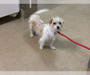 Maltese Dogs for adoption in Santa Maria, CA, USA
