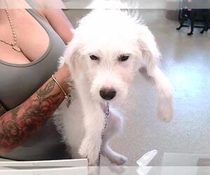 Labrador Retriever-Unknown Mix Dogs for adoption in Louisville, KY, USA