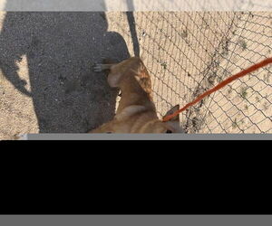 Chihuahua Dogs for adoption in HESPERIA, CA, USA