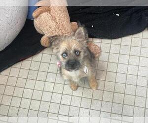 Cairn Terrier-Unknown Mix Dogs for adoption in Fort Collins, CO, USA