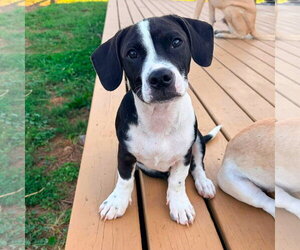 Bassetdor Dogs for adoption in New Oxford , PA, USA