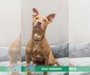 Bulldog Dogs for adoption in Mobile, AL, USA