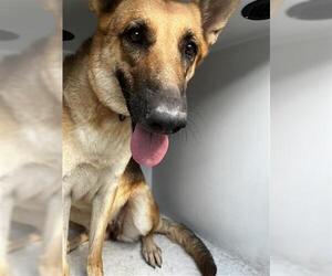 German Shepherd Dog Dogs for adoption in Houston, TX, USA