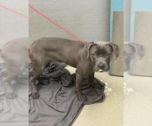 Mutt Dogs for adoption in Las Vegas, NV, USA