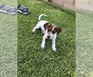 Jack Russell Terrier Dogs for adoption in Victorville, CA, USA