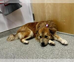 Chow Chow-German Shepherd Dog Mix Dogs for adoption in Fort Collins, CO, USA