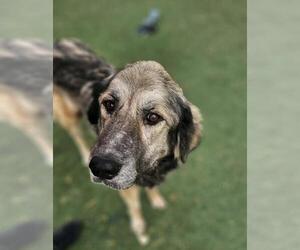 Anatolian Shepherd-Unknown Mix Dogs for adoption in Rockwall, TX, USA