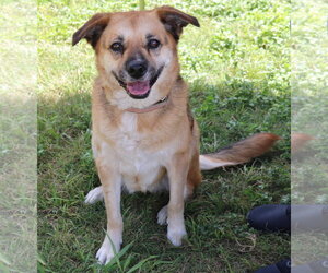 Labrador Retriever Dogs for adoption in Bandera, TX, USA