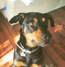Medium Photo #1 Rottweiler-Unknown Mix Puppy For Sale in Denton, TX, USA