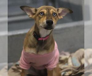 Siberian Husky-Unknown Mix Dogs for adoption in San Antonio, TX, USA