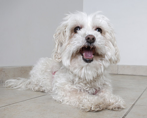 Maltese Dogs for adoption in Eden Prairie, MN, USA