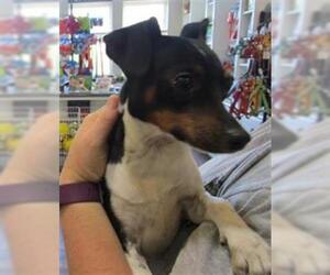 Rat Terrier Dogs for adoption in Ojai, CA, USA