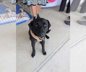 Labrador Retriever-Unknown Mix Dogs for adoption in Holly Springs, NC, USA
