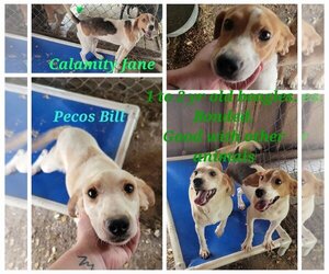Beagle-Unknown Mix Dogs for adoption in Lonsdale, AR, USA