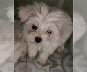Maltese Dogs for adoption in Oakland Park, FL, USA