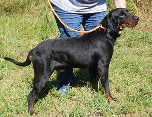 Black and Tan Coonhound Dogs for adoption in Dickson, TN, USA