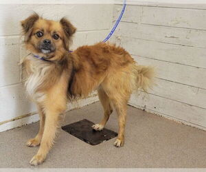 Chihuahua-Unknown Mix Dogs for adoption in San Bernardino, CA, USA