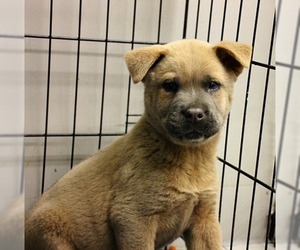Mutt Dogs for adoption in Bamberg, SC, USA