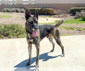 German Shepherd Dog Dogs for adoption in Orange, CA, USA