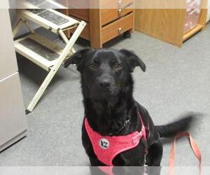 Sheprador Dogs for adoption in Richmond, IN, USA