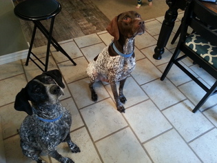 German Shorthaired Pointer Dogs for adoption in Millville, UT, USA