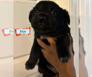 Golden Labrador Dogs for adoption in Brewster, NY, USA
