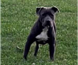 Medium Photo #1 American Pit Bull Terrier Puppy For Sale in Lodi, CA, USA