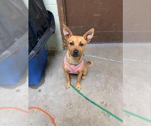 Mutt Dogs for adoption in Stockton, CA, USA
