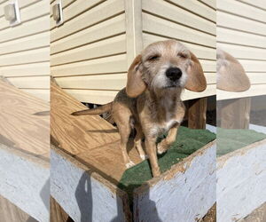 Beagle-Unknown Mix Dogs for adoption in Chatham, VA, USA