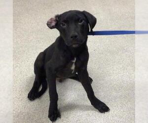 Labrador Retriever-Unknown Mix Dogs for adoption in Riverside, CA, USA